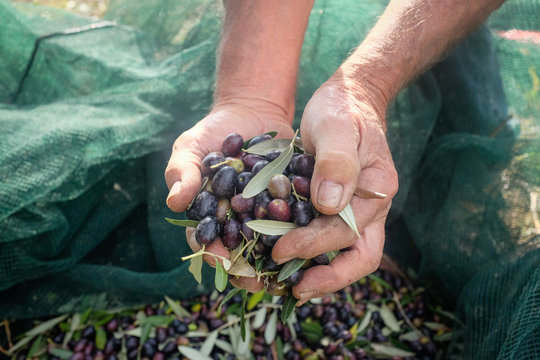 Olive harvest: farmer hands show fresh picking olives. Marche, Italy - Powered by Adobe