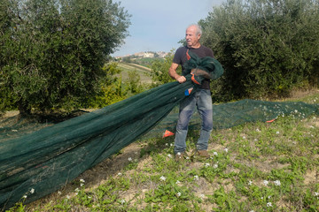 Olive harvest : farmer lay the net for picking. Marche region, Italy
