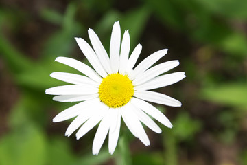 Obraz premium Chamomile