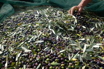 Olive harvest : farmer's hand cleaning fresh olives from leaves. Marche region, Italy
