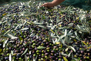 Olive harvest : farmer's hand cleaning fresh olives from leaves. Marche region, Italy