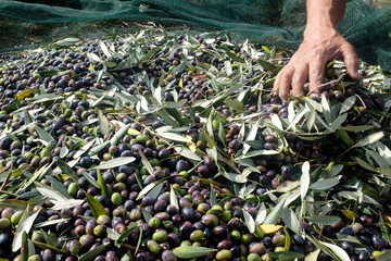 Olive harvest : farmer's hand cleaning fresh olives from leaves. Marche region, Italy