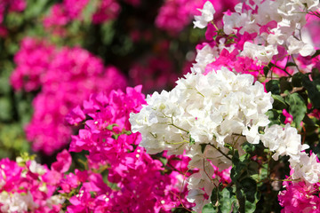 Obraz premium Beautiful white flower on a plant
