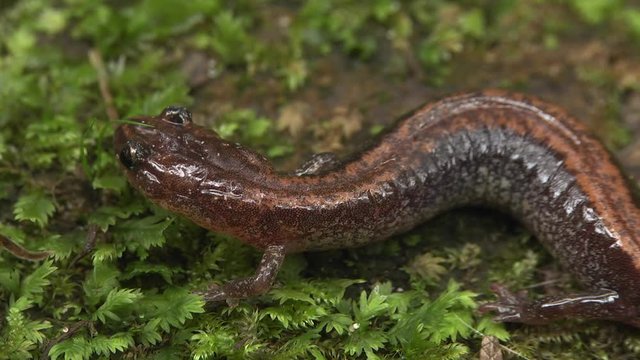 Red-backed salamander moving on moss