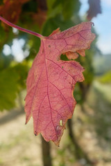 Grapes harvest: close up view of yellow leaf in a vineyard. Marche region, Italy