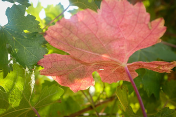 Grapes harvest: close up view of red leaf in a vineyard. Marche region, Italy
