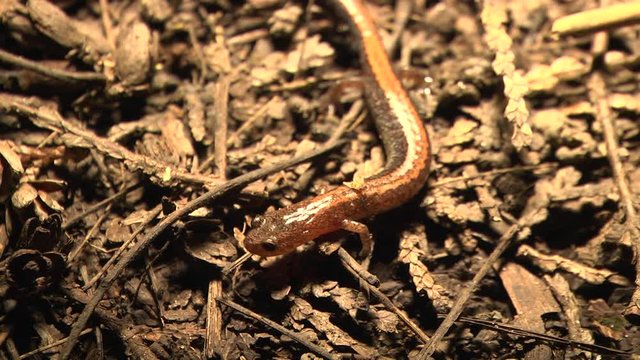 Red-backed salamander moving on forest floor at night