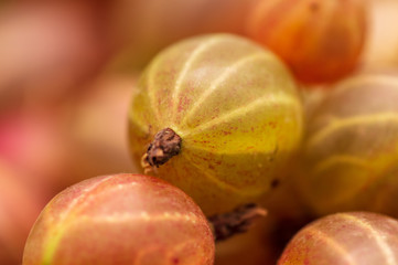 Ripe gooseberries as a background