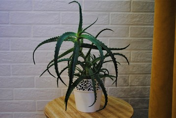 A white aloe pot in a blue room. Aloe on the window. Indoor plants in the interior.