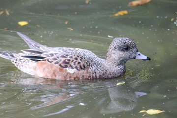 Wildenten