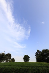 Obraz premium 比良の丘の茶畑