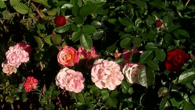 Rot, lachsfarben, und rosa leuchten die vom Wind bewegten Rosenbl&uuml;ten
