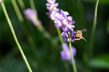 Honey bee on lavender flower. Honey bee is collecting pollen.