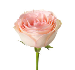 Beautiful blooming rose on white background