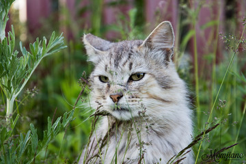 Grey cat