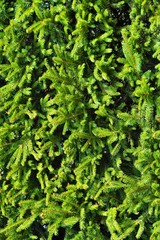 many green fir branches