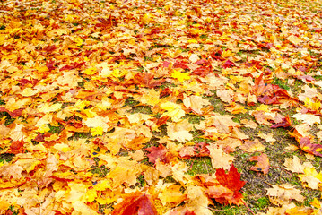 Colored maple leaves in the fall. well convey the mood of autumn Close up red leaves.