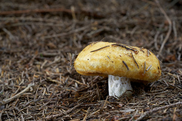 Inedible mushroom Lactarius scrobiculatus growing in the needles in the spruce forest. Also known...