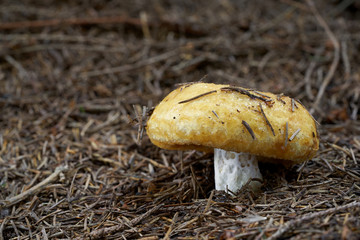 Inedible mushroom Lactarius scrobiculatus growing in the needles in the spruce forest. Also known as milk cap. Mushroom with yellow cap and stem with brownish potholes.
