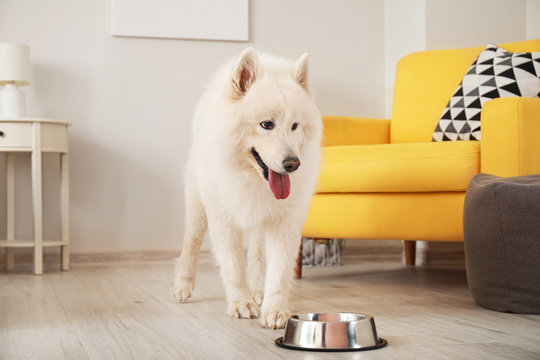 Cute Samoyed Dog Eating From Bowl At Home