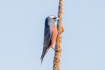 White-browed Woodswallow in Australia