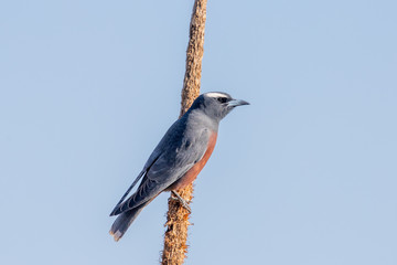 White-browed Woodswallow in Australia