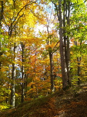 Fototapeta premium Piękny kolorowy jesienny las ze złotymi liśćmi