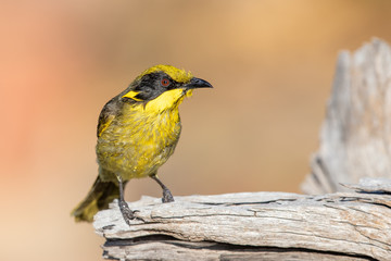 Yellow-tufted Honeyeater in Australia