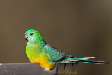 Red-rumped Parrot in Australia