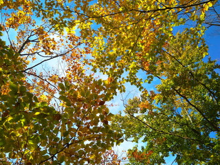 Beautiful Colorful Autumn forest with golden leaves