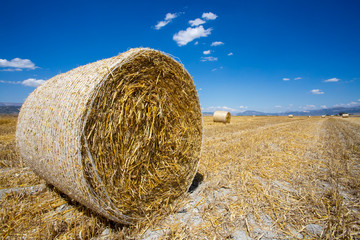 Straw bale in the field