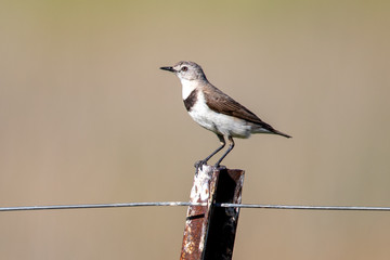 White-fronted Chat in Australia