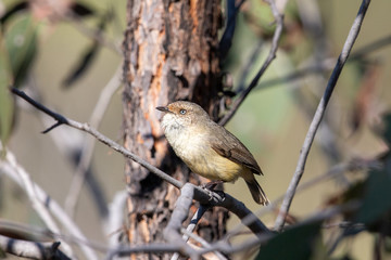 Buff-rumped Thornbill in Australia