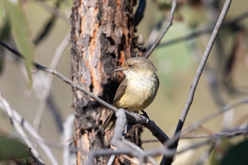 Buff-rumped Thornbill in Australia