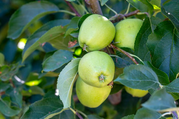 Apple tree, Nigde / Turkey