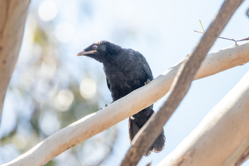 White-winged Chough in Australia