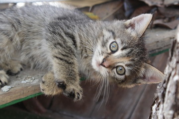 beautiful gray-brown kitten with big green eyes portrait