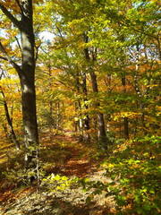Beautiful Colorful Autumn forest with golden leaves