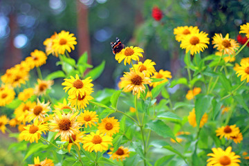 Beautiful flowers in the garden