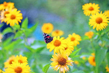 Beautiful flowers in the garden