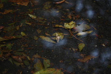 水たまりの枯葉