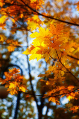 Naklejka na ściany i meble Autumn maple leaves are on sky background