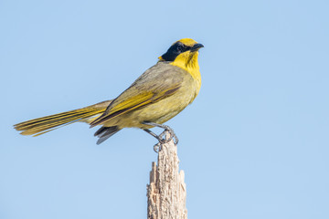 Yellow-tufted Honeyeater in Australia