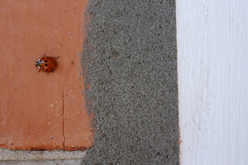 texture, landscape, ladybug on the background