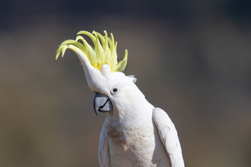 Sulphur-crested Cockatoo in Australia