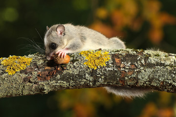 Edible Dormouse, Glis glis eats acorn on the branch © Geza Farkas