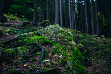 Moss forest in Adrspach-Teplice Rocks (nature reserve in Broumov Highlands region of Czech Republic)