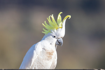 Sulphur-crested Cockatoo in Australia