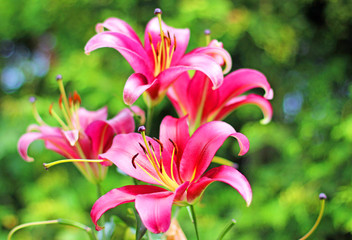 Fototapeta premium Beautiful flowers lily in the garden