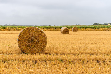 Field with hay bales after harvest in summer